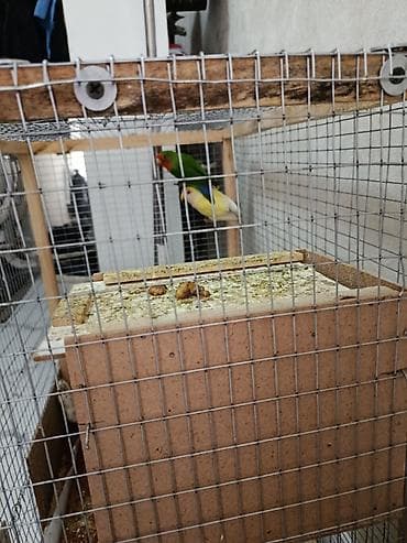 Защитные сетки от птиц at lalafo.kg Защитные сетки от птиц