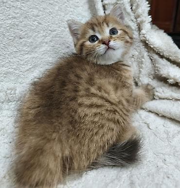 Продается шотландский котенок. Скоттиш Страйт.Шоколадный окрас at lalafo.kg Продается шотландский котенок. Скоттиш Страйт.Шоколадный окрас