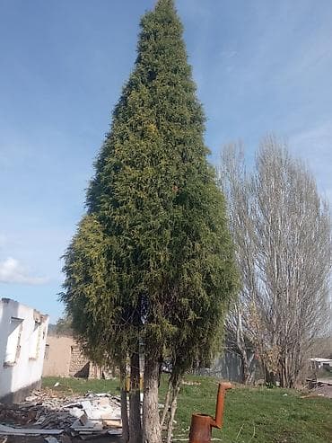 Туя западная (вероятно, форма колоновидная/пирамидальная). - Высокое at lalafo.kg Туя западная (вероятно, форма колоновидная/пирамидальная). - Высокое