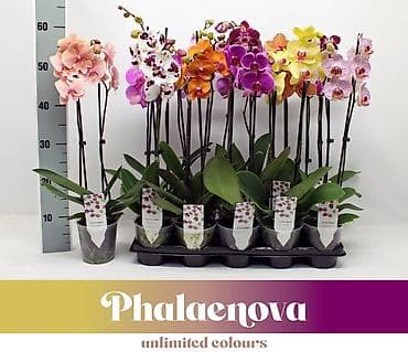 Фаленопсис Phalaenova — коллекция комнатных орхидей с обильным at lalafo.kg Фаленопсис Phalaenova — коллекция комнатных орхидей с обильным