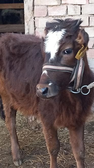 Продаю | Тёлка at lalafo.kg Продаю | Тёлка