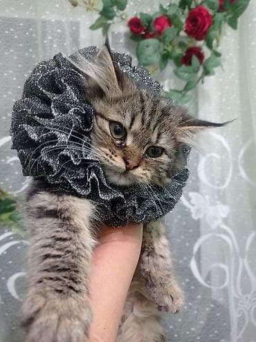 Елизаветинский воротник-гарнитура для кошек - Нарядные съемные at lalafo.kg — 3 Елизаветинский воротник-гарнитура для кошек - Нарядные съемные — 3