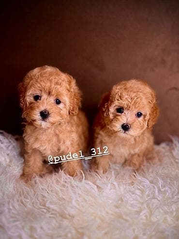 Той пудели . С документами! Идеальная порода которая не линяет и не at lalafo.kg Той пудели . С документами! Идеальная порода которая не линяет и не