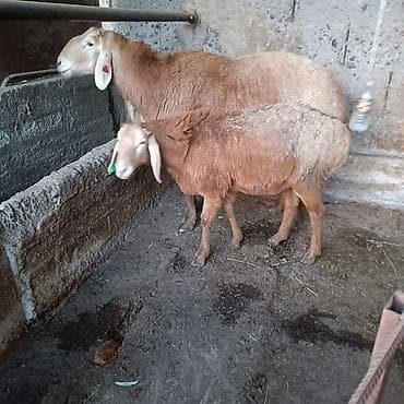 Продаю | Ягненок, Баран (самец) | Гиссарская, Арашан | На забой, Для разведения | Племенные, Осеменитель at lalafo.kg Продаю | Ягненок, Баран (самец) | Гиссарская, Арашан | На забой, Для разведения | Племенные, Осеменитель