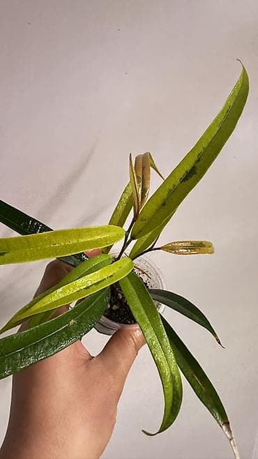 Фикус Али Голд . Вырастает би 2 метров. Не прихотлив и не требователен at lalafo.kg Фикус Али Голд . Вырастает би 2 метров. Не прихотлив и не требователен