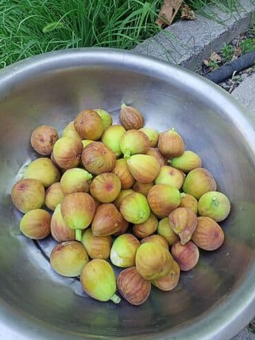 Ковролин: Дает плоды начиная с июля до поздней осени, сорт проверенный больше lalafo.kg да — 2 Ковролин: Дает плоды начиная с июля до поздней осени, сорт проверенный больше — 2