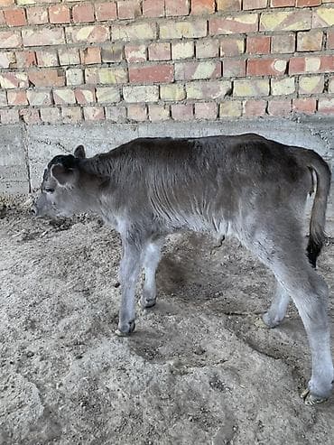 Продаю | Музоо, торпок | Полукровка | Для молока | Искусственник at lalafo.kg Продаю | Музоо, торпок | Полукровка | Для молока | Искусственник