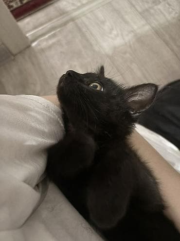 Черный котёнок с янтарными глазами, очень ласковая и игривая девочка at lalafo.kg Черный котёнок с янтарными глазами, очень ласковая и игривая девочка