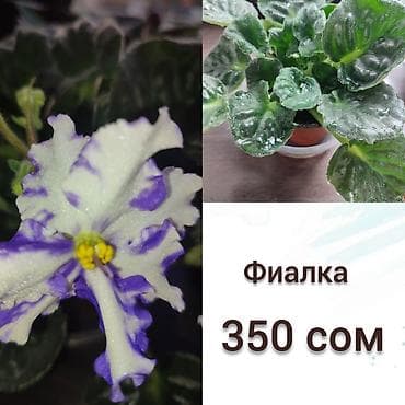 Бегониялар: Продаю домашнии цветы адаптированные уже,пополнение фото каждый день lalafo.kg да — 6 Бегониялар: Продаю домашнии цветы адаптированные уже,пополнение фото каждый день — 6