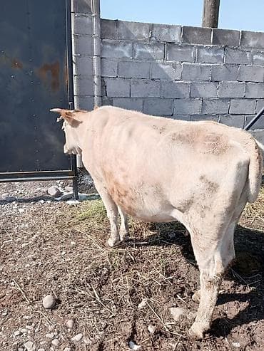 Продаю | Корова (самка) | Для разведения at lalafo.kg Продаю | Корова (самка) | Для разведения