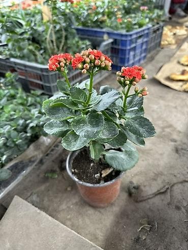 Каланхоэ Blossfeldiana в горшке - Компактное комнатное at lalafo.kg Каланхоэ Blossfeldiana в горшке - Компактное комнатное