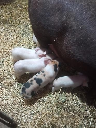 Продаю | Поросенок | Для разведения at lalafo.kg Продаю | Поросенок | Для разведения