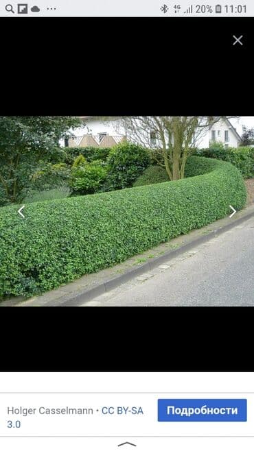 Обрезка,подстрижка живой изгороди at lalafo.kg Обрезка,подстрижка живой изгороди