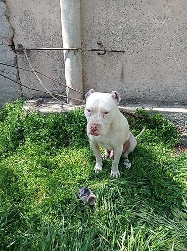 Американский питбультерьер, кобель, белый окрас. Крепкое, мускулистое at lalafo.kg Американский питбультерьер, кобель, белый окрас. Крепкое, мускулистое