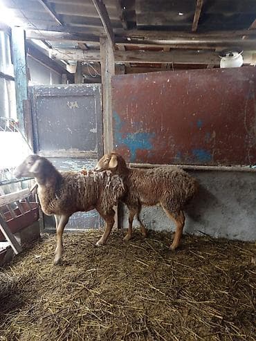 Продаю | Овца (самка) | Для разведения at lalafo.kg Продаю | Овца (самка) | Для разведения