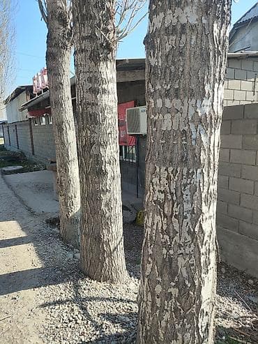 Саженцы at lalafo.kg Саженцы