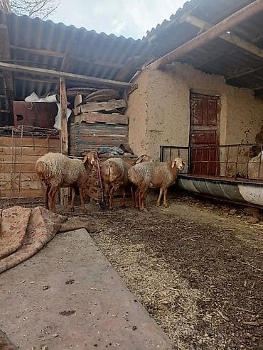 Продаю | Овца (самка) | Для разведения at lalafo.kg Продаю | Овца (самка) | Для разведения