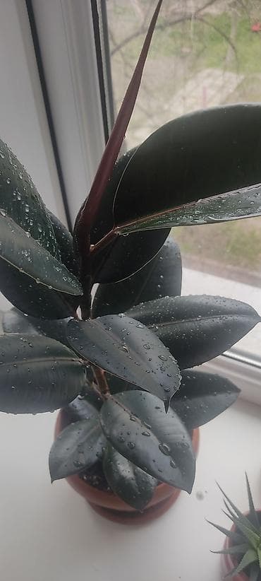 Фикус сорт с темно-зелёными глянцевыми листьями. Пересажкн в хороший at lalafo.kg Фикус сорт с темно-зелёными глянцевыми листьями. Пересажкн в хороший