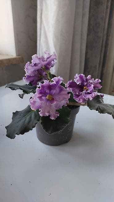 Фиалки (сенполии) в горшках — декоративно-цветущие комнатные растения at lalafo.kg Фиалки (сенполии) в горшках — декоративно-цветущие комнатные растения