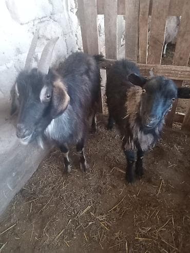 Продаю | Коза (самка) | Для разведения at lalafo.kg Продаю | Коза (самка) | Для разведения