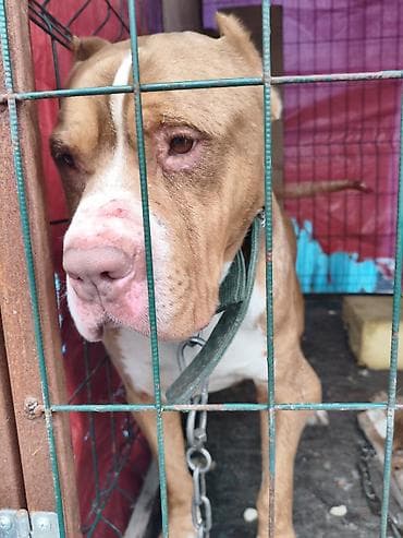 Американский питбультерьер, кобель. Окрас палевый с белыми отметинами lalafo.kg да — 6 Американский питбультерьер, кобель. Окрас палевый с белыми отметинами — 6