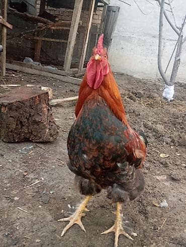 Продаю | Петух | Для разведения at lalafo.kg Продаю | Петух | Для разведения