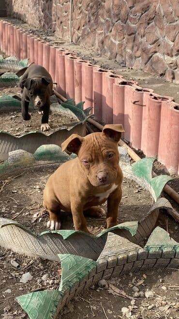 Порода питбультерьер Кому интересно пишите Возраст 2 месяцев at lalafo.kg Порода питбультерьер Кому интересно пишите Возраст 2 месяцев
