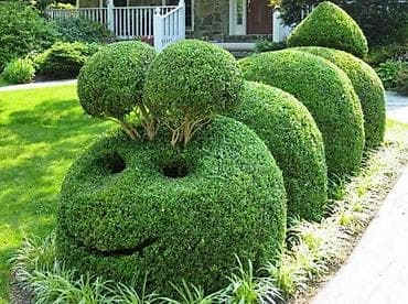 Самшит: Самшит (Buxus) для живой изгороди и бордюров. - Кустарники плотные lalafo.kg да — 7 Самшит: Самшит (Buxus) для живой изгороди и бордюров. - Кустарники плотные — 7