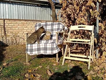 Мешок для пылесоса karcher оптом и в розницу большие и маленькие at lalafo.kg Мешок для пылесоса karcher оптом и в розницу большие и маленькие