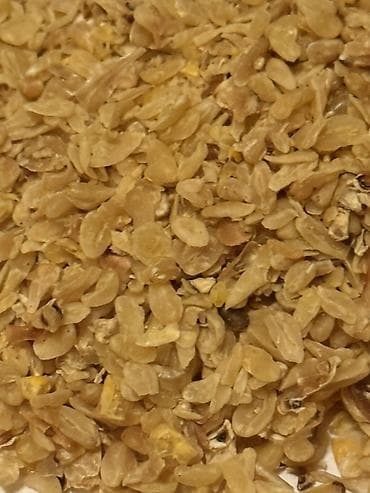 Зародыш кукурузы для производства масла Цена договорная at lalafo.kg Зародыш кукурузы для производства масла Цена договорная