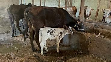 Продаю | Корова (самка) | Полукровка | Для молока | Привязанные at lalafo.kg Продаю | Корова (самка) | Полукровка | Для молока | Привязанные