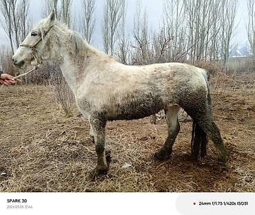Продаю | Кобыла (самка) | Рабочий at lalafo.kg Продаю | Кобыла (самка) | Рабочий