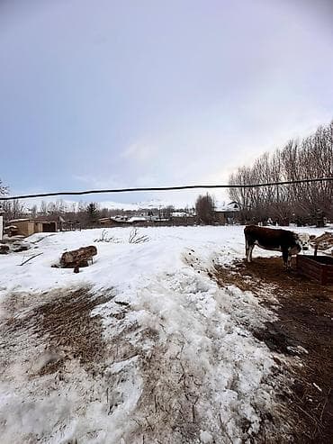 Жолколот айылында, уй сатылат. Айткулинва, 91 кочосундо at lalafo.kg — 4 Жолколот айылында, уй сатылат. Айткулинва, 91 кочосундо — 4