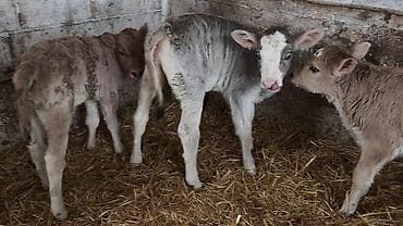 Продаю | Бык (самец), Тёлка, Музоо, торпок | Ангус, Швицкая, Симментальская | На откорм, Для разведения, Для молока | Искусственник at lalafo.kg — 2 Продаю | Бык (самец), Тёлка, Музоо, торпок | Ангус, Швицкая, Симментальская | На откорм, Для разведения, Для молока | Искусственник — 2