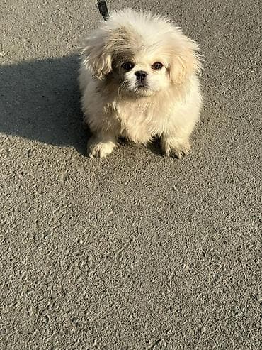 Порода: декоративная мини-собака (тип пекинеса). Окрас at lalafo.kg Порода: декоративная мини-собака (тип пекинеса). Окрас