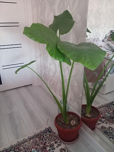 Аглаонемалар: Шикарная Алоказия 1,5 метра lalafo.kg да — 2 Аглаонемалар: Шикарная Алоказия 1,5 метра — 2