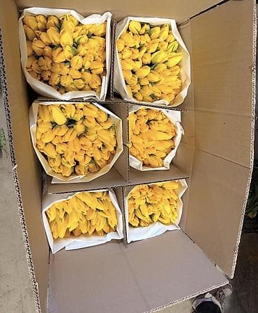 Тюльпан: Самовывоз, Платная доставка at lalafo.kg — 5 Тюльпан: Самовывоз, Платная доставка — 5