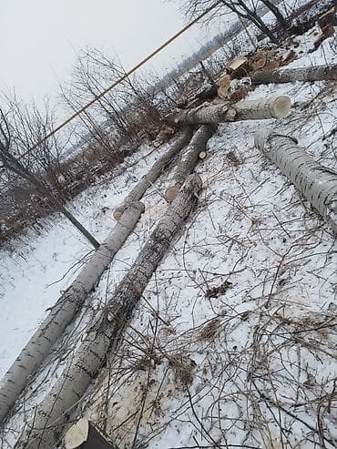 Деревья Терек сатылат объездной Алматинской at lalafo.kg Деревья Терек сатылат объездной Алматинской