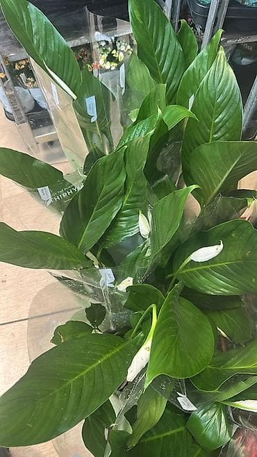 Комнатные растения в горшках: 1) Женское счастье Спатифиллум Cupido at lalafo.kg Комнатные растения в горшках: 1) Женское счастье Спатифиллум Cupido