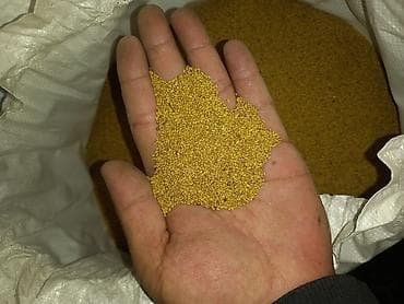Беде урук 400кг Семена (мелкофракционные, желто-золотистые) Описание at lalafo.kg Беде урук 400кг Семена (мелкофракционные, желто-золотистые) Описание