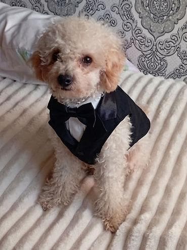 Вязка: Пудель, Самец, 2 года, С прививкой at lalafo.kg Вязка: Пудель, Самец, 2 года, С прививкой