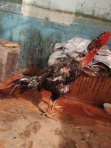 Продаю | Петух | Бойцовая | Для разведения at lalafo.kg Продаю | Петух | Бойцовая | Для разведения