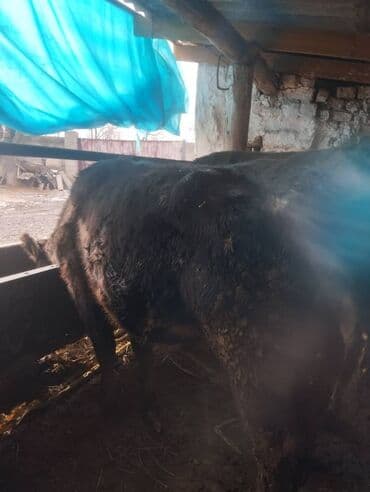 Ковролин: Сатам | Бука (эркек) | Бордоп семиртүү үчүн | Байланган lalafo.kg да — 1 Ковролин: Сатам | Бука (эркек) | Бордоп семиртүү үчүн | Байланган — 1