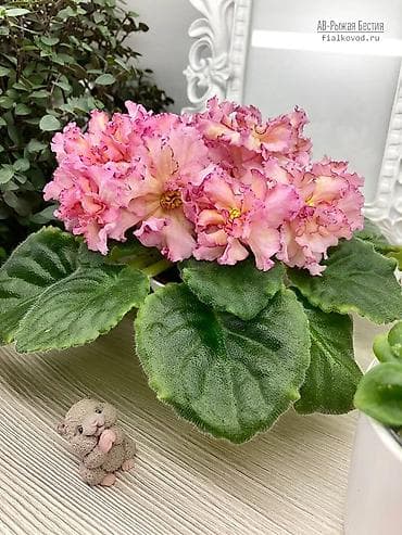 🌱🌺🌱 Продаю сортовые ДЕТКИ стандартных, трейлерныхмини и полумини at lalafo.kg 🌱🌺🌱 Продаю сортовые ДЕТКИ стандартных, трейлерныхмини и полумини