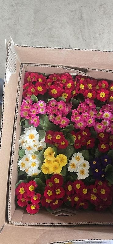 Proton: Комнатные цветы в горшках — ассортимент из теплицы - Каланхоэ at lalafo.kg — 6 Proton: Комнатные цветы в горшках — ассортимент из теплицы - Каланхоэ — 6