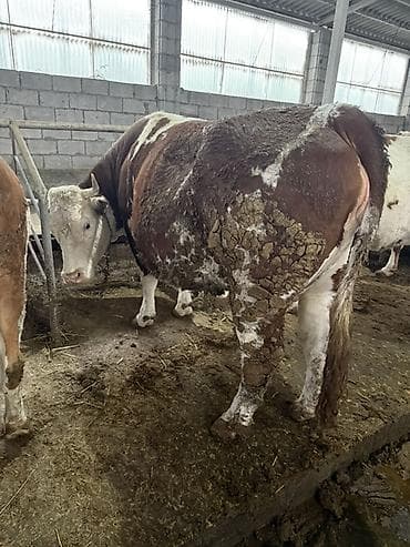 Продаю | Корова (самка) | Симментальская | Для разведения | Нетель at lalafo.kg Продаю | Корова (самка) | Симментальская | Для разведения | Нетель