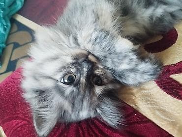 Беспородная, 10 месяцев, Девочка, Серый, Приучена к лотку, Проглистована at lalafo.kg Беспородная, 10 месяцев, Девочка, Серый, Приучена к лотку, Проглистована