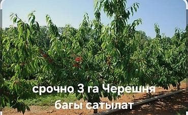 300 соток, Для бизнеса, Красная книга at lalafo.kg 300 соток, Для бизнеса, Красная книга