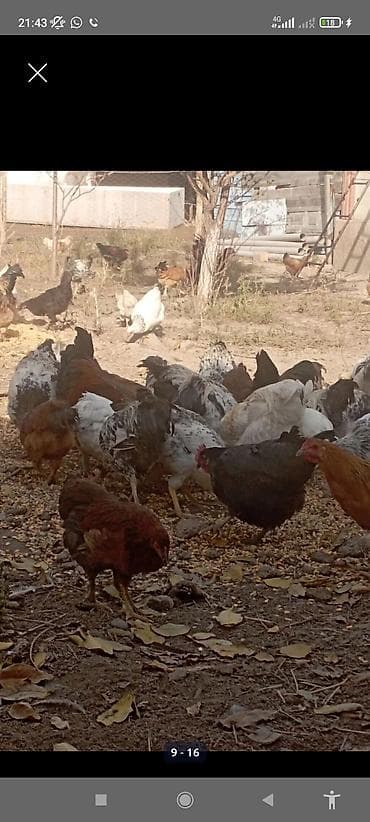 Продаю | Куры | Для разведения at lalafo.kg Продаю | Куры | Для разведения