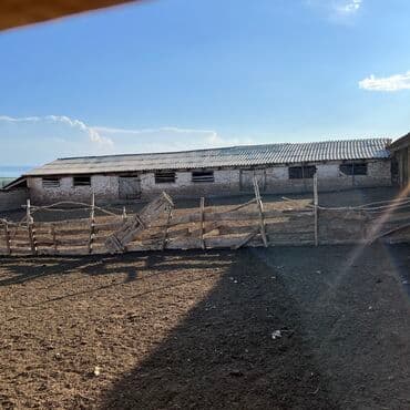 Продаю Кошара, 40 соток, Действующий, С оборудованием, Электричество, Отопление, Холодная вода at lalafo.kg Продаю Кошара, 40 соток, Действующий, С оборудованием, Электричество, Отопление, Холодная вода